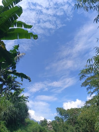 A vibrant blue sky dotted with wispy white clouds forms the backdrop, framed by lush green foliage. Banana leaves dominate the left side, contrasting with bamboo on the right. A dense mix of greenery fills the lower portion of the image, hinting at a tropical landscape. A faint mountain peak and a building are barely visible in the background. The clear sky suggests a bright, sunny day.