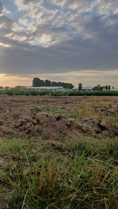 A low-angle, vertical shot captures a farm field in Saidaul, Uzbekistan, with a line of farm buildings in the background. The foreground is dominated by dark, clumpy soil, partially covered by green grass and dry, straw-like stubble. The soil appears recently tilled, with visible furrows and uneven terrain. In the mid-ground, a dense row of green crops, possibly cotton or a similar field crop, stretches horizontally across the frame. Behind the crops, a long, low building with a white roof and light-colored walls runs parallel to the horizon. Trees are visible behind and to the sides of the building, forming a natural backdrop. The sky above is filled with dramatic, overcast clouds, with patches of lighter sky and hints of the setting sun peeking through. The overall impression is one of an agricultural landscape under a cloudy sky.