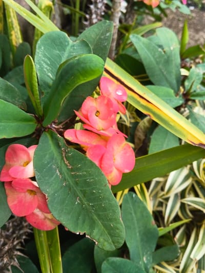 A vibrant cluster of pink crown-of-thorns flowers takes center stage, surrounded by lush green leaves. Some leaves display speckled patterns and minor imperfections, adding to the plant's natural charm. A striking variegated leaf with yellow and green stripes extends from the background, providing a contrasting element. The sharp thorns of the plant are subtly visible, hinting at the plant's resilience.