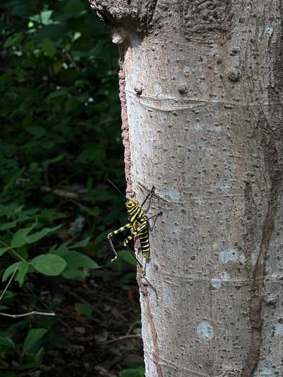 A yellow and black striped grasshopper is clinging to the side of a tree trunk. The grasshopper is positioned vertically on the trunk, with its head pointing upwards. Its body is marked with alternating black and yellow bands. The tree trunk is light brown and textured, with small bumps and darker crevices. In the background, out of focus, are green leaves and foliage, suggesting an outdoor, natural environment. The scene appears to be located in Altagracia, Nicaragua.