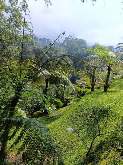 A lush, green hillside features ferns of various sizes, interspersed with tall trees. Mist hangs in the distance, partially obscuring higher peaks. The slope is densely covered in low-growing vegetation, resembling a lawn. A small, square sign is visible midway down the hillside. The lighting is bright, casting shadows across the terrain and highlighting the vibrant greens of the plants.