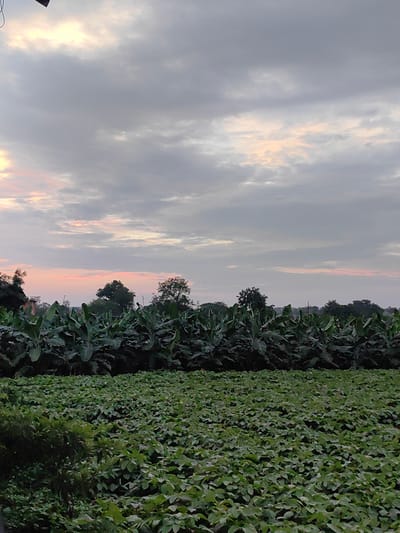 The image depicts an agricultural landscape in Dattapur, India, at what appears to be either dawn or dusk. The foreground is filled with a dense field of green crops, likely soybeans or a similar low-lying plant, their leaves forming a textured carpet. Behind this field, a thick row of banana trees stretches horizontally across the frame, their large, dark green leaves creating a dense wall of foliage. The background features a line of scattered trees and some indistinct structures, hinting at a rural or semi-rural settlement. The sky above is overcast with dramatic clouds. Patches of pale orange and yellow light break through the grey expanse, suggesting the presence of the sun just below the horizon, casting a soft, diffused glow. The overall impression is one of peaceful, cultivated land under a changing sky. No people are visible in the frame.