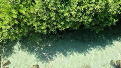 An overhead, full shot captures a natural scene where dense green foliage overhangs a shallow body of clear, greenish water. The foliage, likely a bush or small tree, forms a solid mass along the top edge of the frame. The water's surface is partially shaded by the leaves above, creating dappled shadow patterns that shift across the bottom portion of the image. The waterbed appears to be sandy or rocky, with some lighter-colored stones visible beneath the surface. Dry, thin stalks of grass or reeds grow along the lower edge of the frame, extending into the water in some areas. The environment suggests a natural, possibly wild setting, with no human presence or man-made structures immediately apparent. The scene is consistent with a location along the coastline or within a natural park in Porto Cesareo, Italy, such as the Saline di Porto Cesareo Nature Reserve, known for its diverse flora and shallow waters.