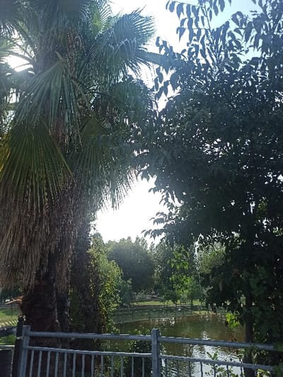 The image depicts a static outdoor scene within the Urban Park of San Marzano sul Sarno, Italy.
In the immediate foreground, a grey metal barrier, composed of vertical bars and two horizontal rails, extends across the lower portion of the frame. To the left, a large, mature palm tree with a dark, textured trunk and fanned fronds occupies the left side of the image, appearing backlit by a strong light source, likely the sun, which also causes a lens flare. To the right, a section of a deciduous tree with dense, dark green foliage is visible.
The midground features a calm body of water, consistent with a pond or small lake, which reflects the bright sky and surrounding vegetation. Along the far bank of this water body, a low, light-colored wooden fence with regularly spaced vertical posts is visible. A single, solitary white bird, consistent with a swan or large duck, is present on the surface of the water near this wooden fence, positioned towards the left of the water body.
The background consists of a dense treeline composed of various species of trees, exhibiting different shades of green foliage, indicating a park or wooded environment. The sky above is bright and appears mostly clear. No human subjects, specific actions, or direct interactions are discernible within the frame.