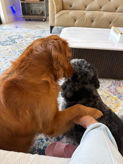Two dogs, one golden and one dark gray, are in close proximity on a patterned rug. The golden dog has its paw resting on a person's leg, and its head is lowered, appearing to nuzzle or interact with the dark gray dog. The dark gray dog is facing away from the camera. A person's legs, clad in light blue jeans, are visible in the foreground, with a pink slipper nearby. In the background, a tufted beige sofa and a white marble coffee table are present, along with a cabinet with decorative items on wheels. The setting appears to be an indoor living space.