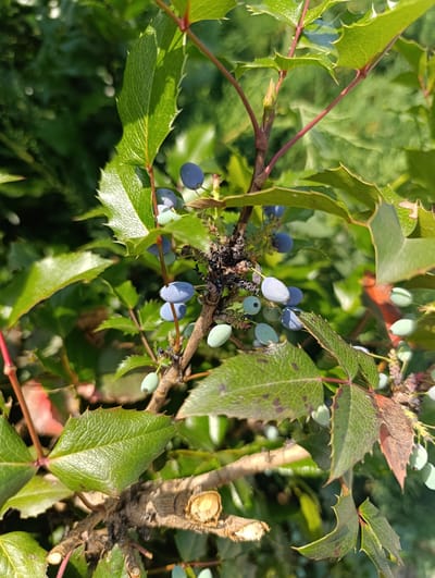 The image is a close-up, eye-level shot of a branch of a plant, likely a Mahonia species, with green, spiky leaves and clusters of berries. The berries are in various stages of ripeness, appearing as small, oval shapes that are pale green, light blue, and dark blue. Some of the berries are clustered together on thin stems. The leaves are a deep green with prominent veins and serrated edges, and some show signs of discoloration or browning. The background is a blur of green foliage, suggesting the plant is outdoors in a natural or garden setting. The lighting appears to be natural sunlight, casting shadows and highlighting the textures of the leaves and berries. There are no people or animals visible in the image. The specific location in Filippenkov, Russia, cannot be determined from the visual information provided in the image.