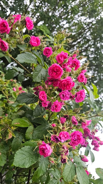 The image captures a close-up view of a vibrant bush laden with numerous small, intensely pink roses. The roses, appearing in shades of fuchsia or magenta, are predominantly in full bloom, showcasing dense clusters of ruffled petals. Many rose buds are also visible, some still tightly closed and others just beginning to unfurl, adding to the lushness of the plant. A few of the older blooms exhibit withered or darker petals, indicating different stages of the flowering cycle.
The dark green leaves of the rose bush are prominent, with visible veins and a slightly wet appearance, suggesting recent rain or morning dew. The foliage provides a rich contrast to the bright pink flowers. The background is softly blurred, creating a bokeh effect with indistinct shapes of lighter green and white, likely representing distant trees or the sky filtered through more foliage. This out-of-focus background keeps the focus firmly on the roses in the foreground.
No specific activity or event is taking place; the image is a still life of nature. The natural lighting suggests it is daytime, possibly an overcast day or a shaded area, given the diffused quality of the light. There are no people, animals, or man-made objects other than the plant itself. No visible text is present in the image. The scene conveys a sense of natural beauty and the abundance of flora, set in an outdoor environment such as a garden or natural landscape in Philippeville, Belgium.
