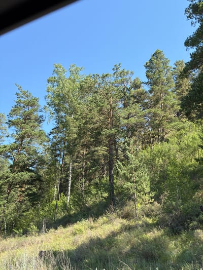The image depicts a natural landscape with a dense forest and a grassy slope under a clear blue sky. The forest is composed of tall pine trees and some deciduous trees, with lush green foliage. The slope in the foreground is covered with dry grass and some scattered green vegetation. The scene appears to be a natural environment, possibly a park or a forest area on the outskirts of a city. The lighting suggests it is daytime, likely morning or afternoon, with sunlight casting shadows on the slope. There are no people, animals, or man-made structures visible in the image, other than a dark, indistinct object in the bottom left corner that could be part of a vehicle or a structure. The overall impression is one of a peaceful, natural setting. Based on the provided location of Uznezya, Russia, this scene could represent a wooded area found in or near the city.