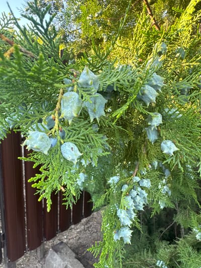 The image shows a close-up of a coniferous tree with green, scale-like foliage and pale blue, cone-like fruits. The cones are teardrop-shaped with pointed tips. The branches are dense and overlap, creating a textured pattern of green. In the background, a brown wooden fence is visible, suggesting an outdoor setting. The ground beneath the fence appears to be soil and gravel. The lighting suggests it is daytime, with sunlight filtering through the branches, creating highlights and shadows. The overall scene is that of a natural element within a developed area, possibly a yard or garden.