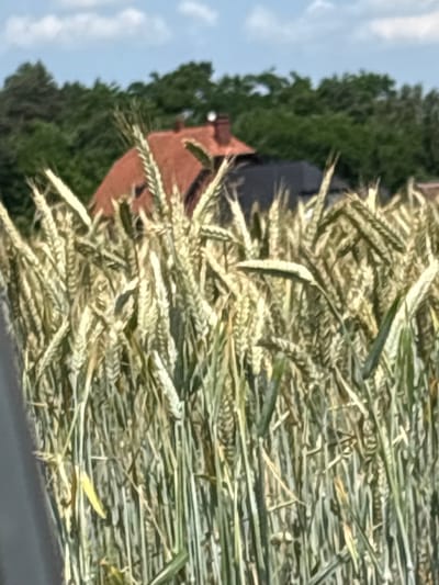 The image captures a close-up view of a wheat field in Opatów, Poland. The wheat stalks dominate the foreground, appearing ripe and golden with some green undertones, suggesting it is late summer or early autumn. The background is softly blurred, revealing the tiled red roof of a house with a dark adjacent structure, partially obscured by lush green trees. A sliver of pale blue sky with wispy white clouds is visible above the trees. The scene is natural and serene, with no people or visible animals.