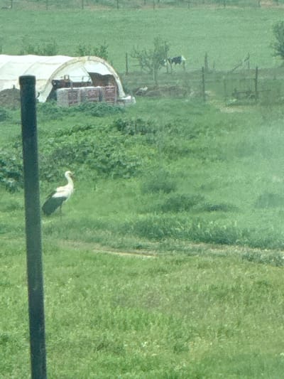 The image shows a green field, possibly in a rural or suburban area. In the lower part of the frame, a black horizontal line bisects the view, likely a window frame or similar structure from which the photo was taken. A white bird, possibly a heron or egret, is visible standing in the grass. To the left, there's a structure covered with white material, possibly a greenhouse or a covered storage area. Further in the background, there appear to be trees and possibly a fence line. The overall image has a slightly grainy or unclear quality, suggesting it may have been taken at a distance or through glass. No specific elements indicate that this image is located in Sklave, Bulgaria, or any specific city. There are no people visible. The scene appears static with no clear actions or interactions occurring within the frame.