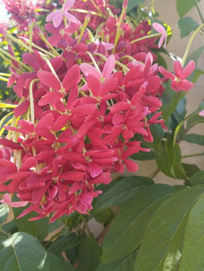 A close-up, eye-level, vertical shot captures a cluster of vibrant pink, star-shaped flowers hanging from thin, yellow stems. The flowers, some open and some in bud, are in focus, their delicate petals showing a gradient of color from deep pink to lighter shades. Behind the flowers, out-of-focus green leaves and a neutral-colored wall form the background. The lighting suggests a sunny day. The scene is likely in a garden or outdoor space in Pardes Hana-Karkur, Israel, given the context.