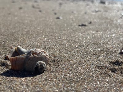 A close-up, low-angle shot captures a broken seashell on a sandy beach in Rezovo, Bulgaria. The seashell, located in the lower-left quadrant, is light brown and grey, with a visible spiral and a broken opening. The sand is composed of small grains, some of which are glistening due to sunlight. The background is blurred, with soft circular bokeh effects, suggesting shallow depth of field and the presence of water or a distant, out-of-focus shoreline. The overall scene is tranquil and natural, focusing on the texture and detail of the seashell and the sand. No people are visible in the image.