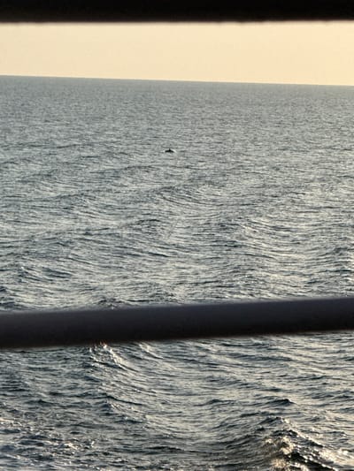 The image depicts an open sea environment off the coast of Palaiopoli, Greece, viewed from what appears to be a vessel or elevated coastal position. A dark, cylindrical metal railing, possibly a ship's guardrail, occupies the lower foreground, extending horizontally across the frame. Beyond the railing, the ocean surface is characterized by numerous small, irregular waves, exhibiting variations in light reflection. In the mid-distance, a dark-colored marine mammal, consistent with a dolphin, is partially visible, with its dorsal fin and a portion of its back breaking the water surface. The horizon line is clear, separating the undulating water from a uniformly pale, bright sky overhead. No other subjects or objects are discernible, and no human presence or direct interactions are observed.