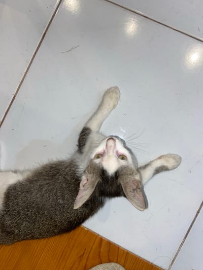 A grey and white kitten is lying on its back on a tiled floor. The kitten's eyes are open and green, and its mouth is slightly open. Its front paws are extended upwards, and its hind legs are bent. The tiled floor is white with grey grout lines. A wooden surface is visible at the bottom of the image. The scene is likely indoors, possibly in a residential setting in Candirejo, Indonesia, given the context provided. There are no people or interactions depicted in the image.