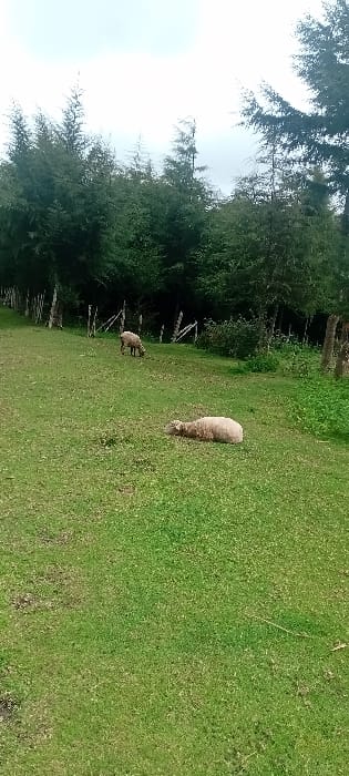 The scene in the city of Rwanyambo, Kenya, depicts an open, green grassy field under an overcast sky. In the mid-left foreground, a light-colored sheep, appearing tan or off-white, lies recumbent on the grass. Further back and to the left, a second, darker-colored sheep, brownish-grey, stands with its head lowered, engaged in grazing. A wooden fence, constructed from posts and horizontal rails, stretches across the background, delineating the field from a dense forest of tall, dark green coniferous trees. The sky above the tree line is uniformly light grey.