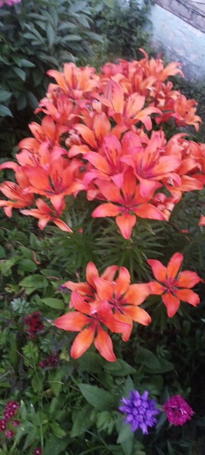 This is a photograph of lilies in a garden, likely in the rural area of Сінькоўскі сельскі Савет, Belarus. The lilies are primarily orange and pink, with some darker pink or reddish flowers also visible. They are blooming abundantly, with many flowers clustered together. Green foliage forms the background, with some unfocused elements of a fence or structure on the upper right. The lighting suggests it might be late afternoon or early evening. There are no people or animals present in the image. The focus is on the flowers and their textures, with a shallow depth of field blurring the background.