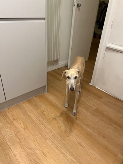A tan whippet stands on a light wood floor, its head tilted towards the camera. The dog's front paws are stretched forward, and its thin body is silhouetted against a white wall. A door with a white frame is slightly ajar, revealing a dark interior. Next to the dog is a white cabinet with horizontal slats visible on the side. The lighting is bright, casting soft shadows around the objects.