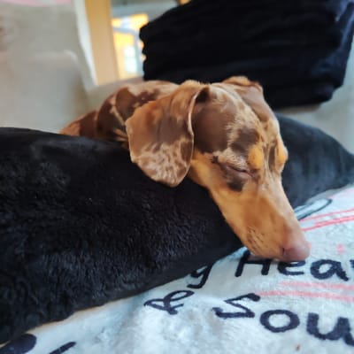 A dapple dachshund dog sleeps on a black cushion. The dog is brown with lighter brown spots and is lying on its side with its eyes closed. A black blanket is visible behind the dog, and a white blanket with pink stripes and dark lettering is underneath. The scene appears to be indoors, possibly in a residential setting in Locking Parklands, United Kingdom.