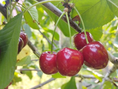 A cluster of ripe red cherries hangs from a tree branch, illuminated by natural light. The cherries are a deep, glossy red, with a smooth, taut skin that reflects the surrounding environment. They are attached to thin, green stems, some of which are still connected to the woody branch. Several green leaves are visible, some in sharp focus and others blurred by the depth of field, creating a natural, organic backdrop. The overall impression is one of freshness and natural beauty, suggesting an outdoor setting in a rural or garden environment, possibly in Baryshivka, Ukraine, where such fruit-bearing trees are common.