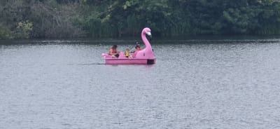 A pink flamingo-shaped pedal boat is on a body of water. Three people are in the boat, all wearing life vests. One person is pedaling, and the other two are seated. The boat has the number "9" visible on its side. The background shows a dense line of trees and vegetation along the shoreline. The water is calm and appears to be a lake or river. The scene is likely located at Stanwick Lakes, a nature reserve and watersports center near Rushden, United Kingdom, given the presence of pedal boats and the typical landscape.