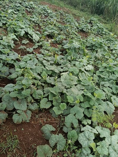 A cultivated field in Limuru East ward, Kenya, is depicted, densely populated with a crop of green, broad-leaved plants, identifiable as a cucurbit species (e.g., pumpkin, squash) in an active growth phase. The plants cover most of the reddish-brown soil, which exhibits some exposed patches and sparse ground cover. The terrain gently slopes upwards from the foreground. Denser, taller green foliage is visible along the upper right perimeter, indicating the edge of the cultivated area. No individuals, animals, man-made objects, or specific actions are visible within the frame.