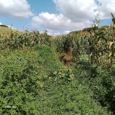 This image depicts an expansive agricultural field in Mua ward, Kenya, under a partially cloudy blue sky. The scene is dominated by dense green vegetation. Tall corn (maize) stalks, appearing mature, populate the midground and background, forming dense rows that extend towards the horizon. The foreground features a rich growth of various green plants, including some with broader leaves and others with smaller yellow flowers. A narrow, uncultivated depression or gully with darker earth is visible in the center-back, receding into the cornfield. No people, structures, or discernible activity are present. A "TECNO" watermark is visible in the lower-left corner of the image.