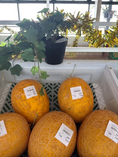 The image shows a close-up view of a basket of melons. The melons are bright yellow with a netted skin pattern. Each melon has a price tag on it. One tag reads "MELON FELICIA" and shows a weight of 1.902 and a total of 66570. Another tag shows a weight of 1.646 and a total of 57510. A third tag shows a weight of 1.800 and a total of 63300. The melons are in a white plastic crate with a green patterned interior. In the background, there is a plant with green leaves and a black pot. Behind the plant is a decorative gold tinsel garland. The overall scene appears to be a market stall in Gajahan, Indonesia, given the context of the prompt.
