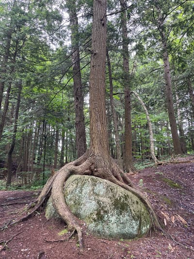 The image shows a forest scene in the Town of Lyonsdale, United States of America. The central focus is a large tree with extensive, exposed roots that wrap around and over a prominent boulder. The boulder is partially covered in moss, suggesting a damp environment. The surrounding area is a forest floor covered with pine needles, fallen leaves, and some sparse green vegetation. The trees in the background are tall and densely packed, with a canopy of green leaves filtering the daylight, creating a dappled lighting effect. The overall impression is one of a natural, wild environment. There are no people visible in the image.