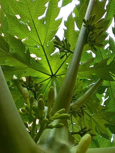 An extreme low-angle shot captures the underside of a papaya tree's large, green, veined leaves against a bright sky. Several clusters of developing papaya flowers, small and green, emerge from the central stalk and branches. The image is dominated by shades of green and the bright white of the sky. The location is not determinable from the image itself.