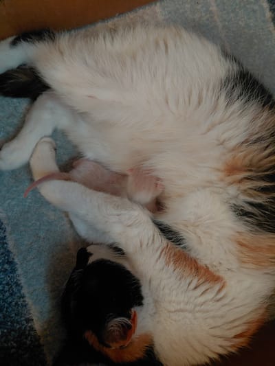The image shows a mother cat, a calico with white, black, and orange fur, curled up asleep on a blue, textured surface that appears to be a blanket or rug. Nestled closely beside her, partially hidden by her fur, is a very small, light-pink kitten. The kitten is only partially visible, with its body and a tiny tail showing. The mother cat's head is visible on the right side of the frame, displaying black fur with some orange and white markings on her ears. Her eyes are closed, and she appears to be sleeping deeply. The overall impression is one of maternal care and peaceful rest. The lighting suggests it might be indoors, with no specific time of day or weather conditions evident. There is no visible text in the image. The setting is likely a home environment within Tashkazgan, Russia.