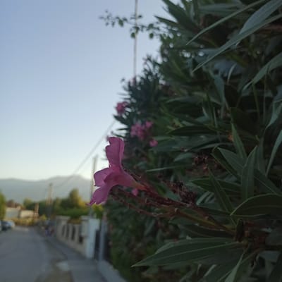 In Limani Litochorou, Greece, a close-up shot focuses on a single, delicate pink flower with five petals, positioned on the left side of the frame and angled towards the left. The flower is in sharp focus, while the background is blurred. Behind the flower, a dense bush with dark green, elongated leaves occupies the right side of the image. The sky above is a pale blue, suggesting it is either early morning or late evening. To the left of the bush and flower, a blurred background depicts a street scene. A gray asphalt road runs diagonally from the lower left towards the middle of the frame. On the right side of the road, a low white wall with dark vertical openings is visible. Further down the road, out-of-focus trees and structures create a soft, indistinct backdrop, with faint outlines of mountains on the horizon under the pale sky.