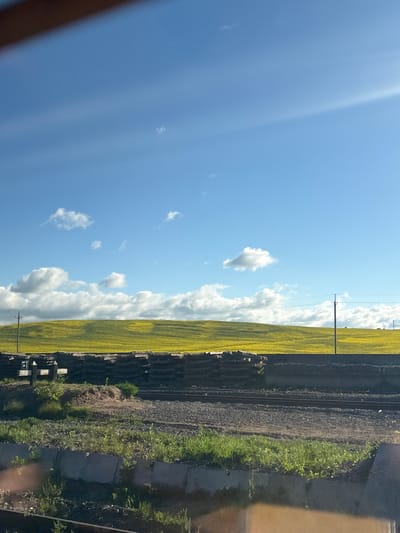 The image shows a view, seemingly from a moving train, in Пятрышкаўскі сельскі Савет, Belarus. The sky is blue with scattered white clouds. A field of yellow flowers stretches along the right side of the image, adjacent to a railway line. The railway tracks are parallel and run next to a gravel-covered area. Some green vegetation is visible on the edges of the railway embankment. A utility pole stands next to the field. Part of the train window frame is visible on the left and right edges of the image.
