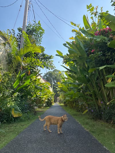 The image depicts a narrow paved road in Cemagi, Indonesia, bordered by lush tropical vegetation. An orange tabby cat wearing a collar is standing on the road, looking to the left. The vegetation includes banana trees, palms, and other leafy plants. Above the vegetation on the left side are electrical wires and a utility pole. In the distance, a glimpse of a white-roofed building is visible. The sky is clear and blue.