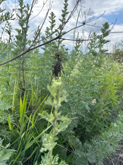 This media file depicts an outdoor scene of lush green vegetation, primarily composed of feathery, light green plants and some darker green grass. The image is taken at a low angle, looking upwards through the plants towards a cloudy, pale blue sky. The foliage is dense and appears to be growing wild, with some dry, thin stalks interspersed among the greener leaves. In the upper left quadrant, a portion of a larger, dried plant with a spoked seed head is visible against the sky, suggesting a natural, uncultivated environment. The lighting suggests it is daytime, possibly overcast or late afternoon given the soft light. No people or specific objects are visible, and the activity is simply the natural growth of the plants. The overall impression is one of wild, untamed nature. The location context of Kuriany, Ukraine, points to a rural or natural landscape within that region. There is no visible text in the image.