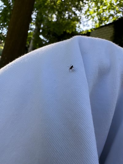 A small, dark spider is perched on a light blue, ribbed fabric surface. The fabric appears to be a garment, possibly a sweatshirt or t-shirt, with folds and creases. In the background, out of focus, are trees with green foliage and sunlight filtering through, suggesting an outdoor setting, possibly a park or backyard. There is no indication of a specific location within Wald (ZH), Switzerland.