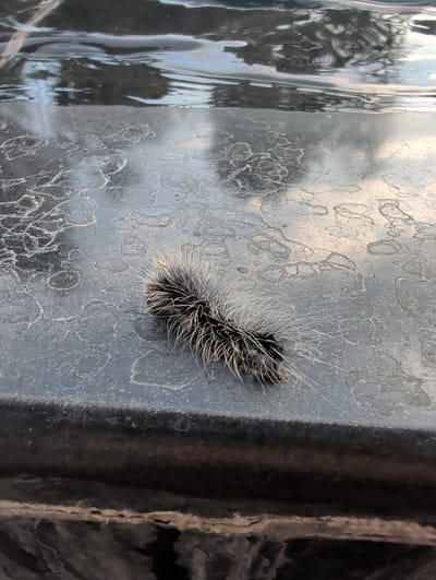 The image shows a fluffy, black and white caterpillar on a textured, dark surface. The caterpillar is positioned in the center-right of the frame and is facing towards the left. Its body is covered in long, white hairs that stand out against its dark body. The surface it rests on has an abstract, etched pattern, with lighter grey lines forming organic shapes against a darker grey background. To the left of the caterpillar, there is a reflective surface with distorted vertical lines, possibly water or a glossy material, which shows reflections of light and shadows. The lighting suggests it is daytime, and the overall scene appears to be outdoors, given the natural texture of the surface and the lighting conditions. There is no visible text in the image. The context of Ban Pong Nuea, Thailand, implies a tropical or subtropical environment.