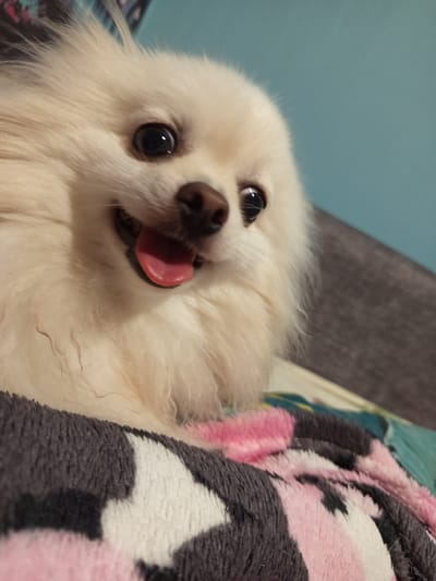 A close-up, eye-level shot shows the face of a cream-colored Pomeranian dog with its mouth open and tongue out. The dog's eyes are dark and round, and its nose is dark brown. The dog is lying on a fuzzy blanket with a pattern of pink, white, and gray shapes. The background is out of focus, showing a teal-colored wall and a gray surface. This image was taken indoors, likely in a residential setting within the Чэрвеньскі сельскі Савет, Belarus, although no specific city landmarks are visible.