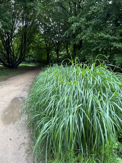 The image shows a path in a park lined with tall grass on one side and trees on the other. The path appears to be made of gravel and is wet in places, suggesting recent rain or dew. The grass is a vibrant green and has long, thin blades that are slightly bent over. The trees are dense and leafy, casting shadows on the path. The overall scene is serene and natural, evoking a sense of peace and tranquility. The time of day appears to be morning or late afternoon, given the soft lighting and the shadows. The location is Straubing, Germany. There is no visible text in the image.