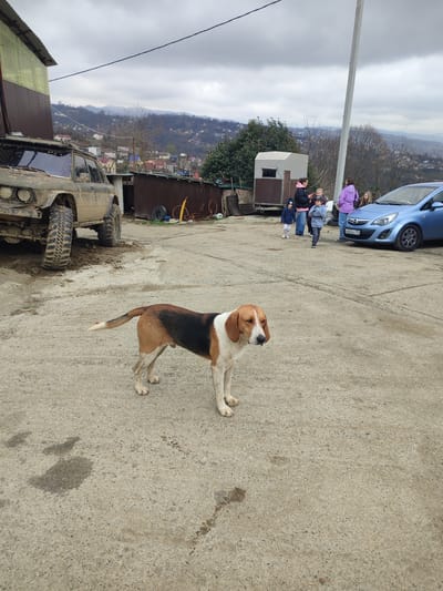 The image depicts an outdoor scene in Bestuzhevskoye, Russia, under an overcast sky. In the immediate foreground, a tricolor dog, primarily white with tan and black patches, stands on a grey concrete surface, facing right. The concrete ground shows various stains and dirt.

To the left, a heavily mud-splattered, dark-green off-road vehicle with large knobby tires is parked, its front bumper visible, resting on a patch of mud. Adjacent to the vehicle is a building with corrugated metal siding, colored yellow and brown.

In the midground, towards the right, a group of approximately six individuals, consisting of adults and children, is gathered near a light blue Opel Corsa compact car. The car displays a Russian license plate "H065AC 159". A tall, light-colored utility pole stands prominently near this group. Behind the individuals, a small, light-colored structure with a brown base is visible, along with another brown corrugated metal structure next to it, featuring objects like tires and yellow pipes.

The background reveals a hilly or mountainous landscape dotted with numerous residential buildings, indicating a semi-urban or rural settlement. Sparse trees and vegetation cover the hillsides under the grey, cloudy sky.