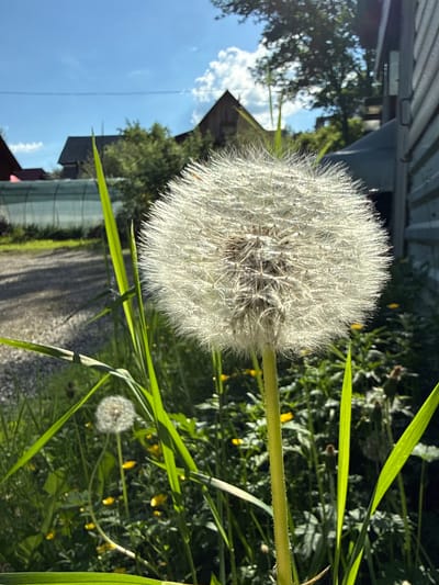 A close-up, low-angle shot features a large dandelion seed head in the foreground, its delicate white filaments catching the bright sunlight. The dandelion stem is thick and green, with small hairs visible. Behind the prominent dandelion, a smaller, fuzzy dandelion head is visible in the middle ground, along with green grass and small yellow flowers.

The background shows a gravel path to the left, and a greenhouse structure with a clear plastic roof. Further back, a rustic wooden house with a dark roof stands against a backdrop of green trees. The sky above is a clear blue with scattered white clouds. A portion of a light grey, wood-paneled building is visible on the right side of the frame. The scene appears to be set in a rural or suburban environment, likely a garden or yard. The image is taken on a sunny day. The provided location is Gorno-Altaysk, Russia. There are no people or animals present in the image.