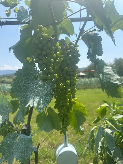 The image depicts a close-up view of green grape clusters hanging from a vine, with large, serrated leaves in the foreground and background. Some of the leaves are coated with a white powdery substance, possibly mildew or a treatment. The scene is outdoors, with a clear blue sky overhead, suggesting a sunny day. In the middle ground, a blurry landscape is visible, featuring green fields and trees, and a faint structure that could be a building. A wire fence runs across the lower portion of the image. A small, light blue watering can is partially visible at the bottom center. The overall impression is of a vineyard in a rural or semi-rural setting. While the specific location of Savane, Georgia, is mentioned, the image itself does not contain any explicit visual cues to confirm this location.