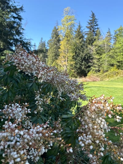The photograph depicts a close-up view of a flowering shrub with white blossoms and green leaves, set against a background that includes evergreen trees, a grassy area, and a clear blue sky. The foreground focuses on the intricate details of the plant, highlighting the clusters of small, bell-shaped flowers. The background suggests an outdoor setting, possibly a park or garden, with the contrast between the bright green grass and the darker evergreens adding depth to the scene. Given the location of Bowen Island Municipality, Canada, the environment is likely a temperate coastal area with a mix of natural vegetation and landscaped elements.