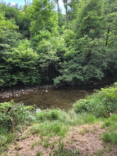 The image depicts a sunlit natural scene dominated by lush green foliage. A shallow, clear river flows horizontally across the mid-ground, with a rocky bed visible through the water. The riverbanks are densely covered with various types of trees and shrubs. The left bank is steeper and heavily wooded, while the right bank features a gradual slope covered in thick grass and smaller vegetation. The foreground shows a patch of dry, yellowish grass and bare earth. The overall impression is one of a serene, wild environment. The image was captured in the vicinity of Doneztebe / Santesteban, Spain, a town known for its natural beauty and proximity to forests and rivers, consistent with the depicted landscape. There are no people or animals visible in the image.