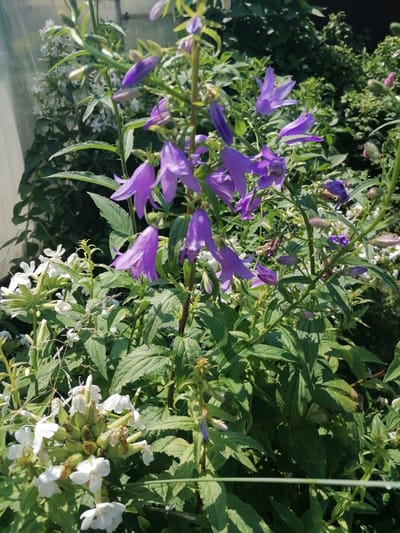 The image shows a close-up of a garden filled with various flowers and foliage. The foreground is dominated by tall stems with bell-shaped purple flowers, likely Campanula, with some white flowers, possibly Phlox, clustered at the bottom left. The leaves are green and serrated. In the background, denser green foliage is visible. The scene appears to be outdoors, bathed in natural light. There are no people or animals in the image, and no discernible urban or specific landscape features that would indicate the location as Мыльниково, Russia. The focus is entirely on the botanical elements.
