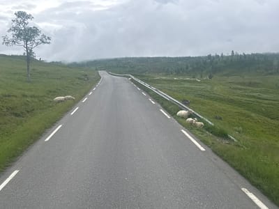 The image depicts a rural road in Bodø, Norway, under an overcast sky. The road is paved with asphalt and has white dashed lines marking the lanes. On the left side of the road, a grassy slope rises, topped by a solitary, mature tree with sparse foliage. Several sheep are scattered along the grassy verge on both sides of the road. On the right side, a metal guardrail runs alongside the road. Beyond the immediate roadside, the landscape transitions into rolling hills covered with lush green grass and sparse, dark-colored trees that extend towards a misty horizon. The overall atmosphere is serene and somewhat melancholic due to the cloudy weather.