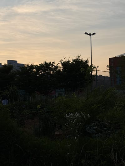 This is a low-angle, full-shot photograph of an urban garden at dusk, likely located in Ansan, South Korea, based on the context of the provided crops which show signage in Korean. The sky is overcast with soft, muted colors of yellow and gray, suggesting the sun has recently set or is about to rise.

In the foreground, the scene is dominated by lush, dark green vegetation, including tall grasses, leafy plants, and some smaller flowering plants with white blossoms. The garden appears somewhat wild and overgrown. In the mid-ground, a person is visible from behind, wearing a dark shirt and light-colored pants, engaged in what appears to be gardening. They are positioned within the dense foliage. Further into the mid-ground and background, more trees and vegetation are visible, some appearing as dense clusters. A chain-link fence runs horizontally across the middle ground, partially obscured by the greenery.

In the background, several urban structures are discernible. To the left, a multi-story building with a flat roof and light-colored facade stands out. To the right, a dark red brick building with windows is visible, displaying Korean text vertically on its side. A tall, black lamppost with three light fixtures is positioned prominently in the upper right quadrant of the image, silhouetted against the sky. The overall impression is one of a community garden or allotment within a developed urban area, captured during the transitional light of twilight.
