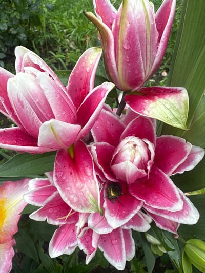 In Ромашкино, Russia, a close-up, low-angle shot captures several vibrant pink and white lilies, some in full bloom and others as buds, glistening with water droplets, suggesting recent rainfall. A small, metallic green beetle is perched on the petals of a fully opened lily, its legs gripping the textured surface. The background is a soft blur of green foliage, hinting at a garden setting. The lighting is diffused, likely from an overcast sky or shade, creating gentle highlights on the wet petals and the beetle's iridescent shell. The focus is sharp on the flowers and the insect, with the surrounding greenery providing a natural, verdant backdrop.
