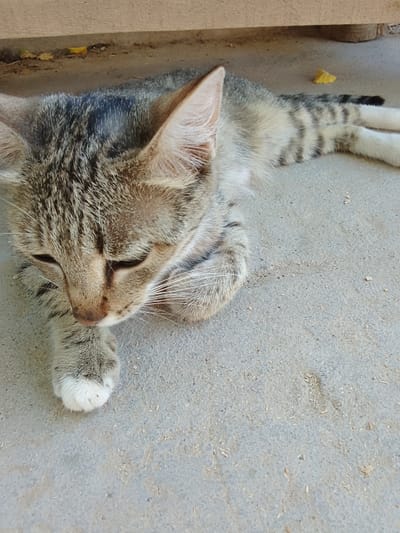 A tabby kitten lies on a concrete surface, its head resting on its paws. The kitten's fur is a mix of gray, black, and brown stripes, with white markings on its paws. Its eyes are partially closed, and its whiskers are spread out. The background shows a wooden plank and some dry leaves scattered on the ground. The scene appears to be outdoors, possibly in a courtyard or alleyway, given the concrete and the presence of natural debris. The location is identified as the city of Muborak, Uzbekistan.