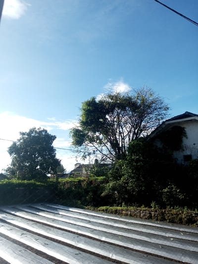 The image displays an outdoor scene in Khouathineung, Laos, under a bright blue sky with scattered cirrus clouds. The foreground consists of approximately ten parallel, raised agricultural beds, covered with reflective silver or white plastic mulch, extending diagonally from the lower-left to the middle-right. Exposed dark soil is visible in the furrows between the mulched beds. A raised earthen embankment, densely covered in green foliage and smaller bushes, forms a boundary across the middle ground. Behind this, two prominent trees are visible: a large, full-canopied green tree on the left, and a taller, somewhat less dense tree with visible branches and some green leaves slightly right of center. In the background, partially visible residential structures include a weathered, light-colored building with a dark, sloped roof on the far right, and additional buildings with dark roofs further in the distance. A single thin, dark wire or cable traverses the upper portion of the sky. No individuals or animate subjects are present. The scene is brightly lit by natural sunlight.